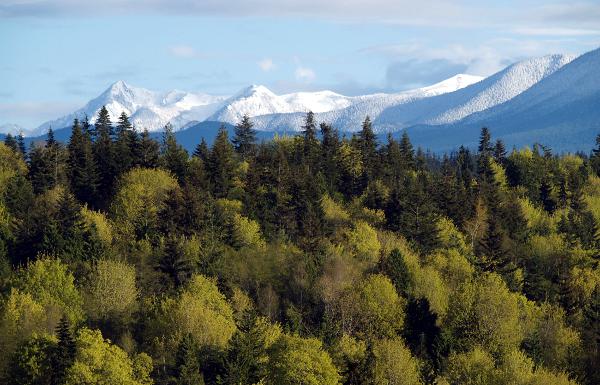 Der Lake Quinault Regenwald